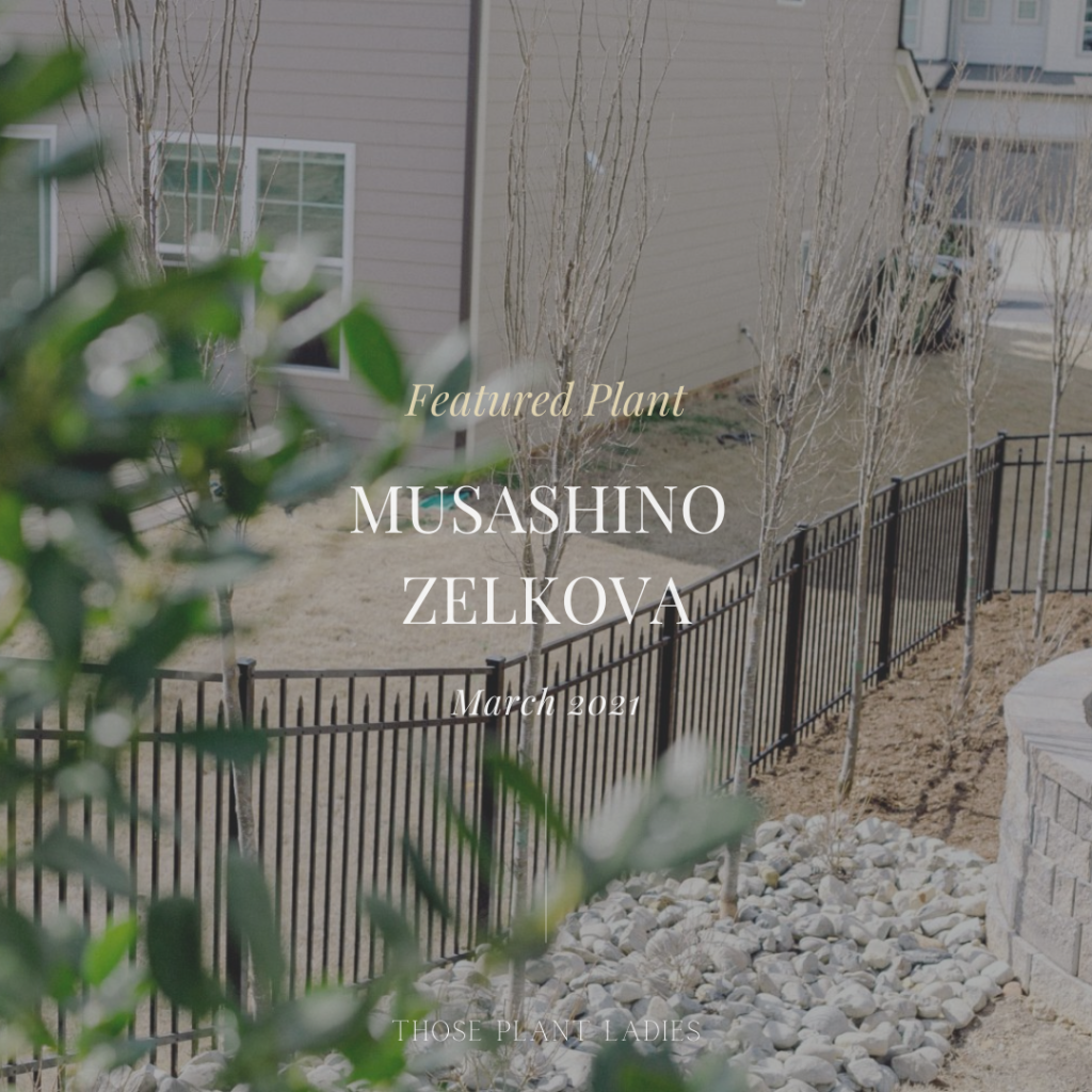 Featured Plant on the Those Plant Ladies blog: Musashino Zelkova.