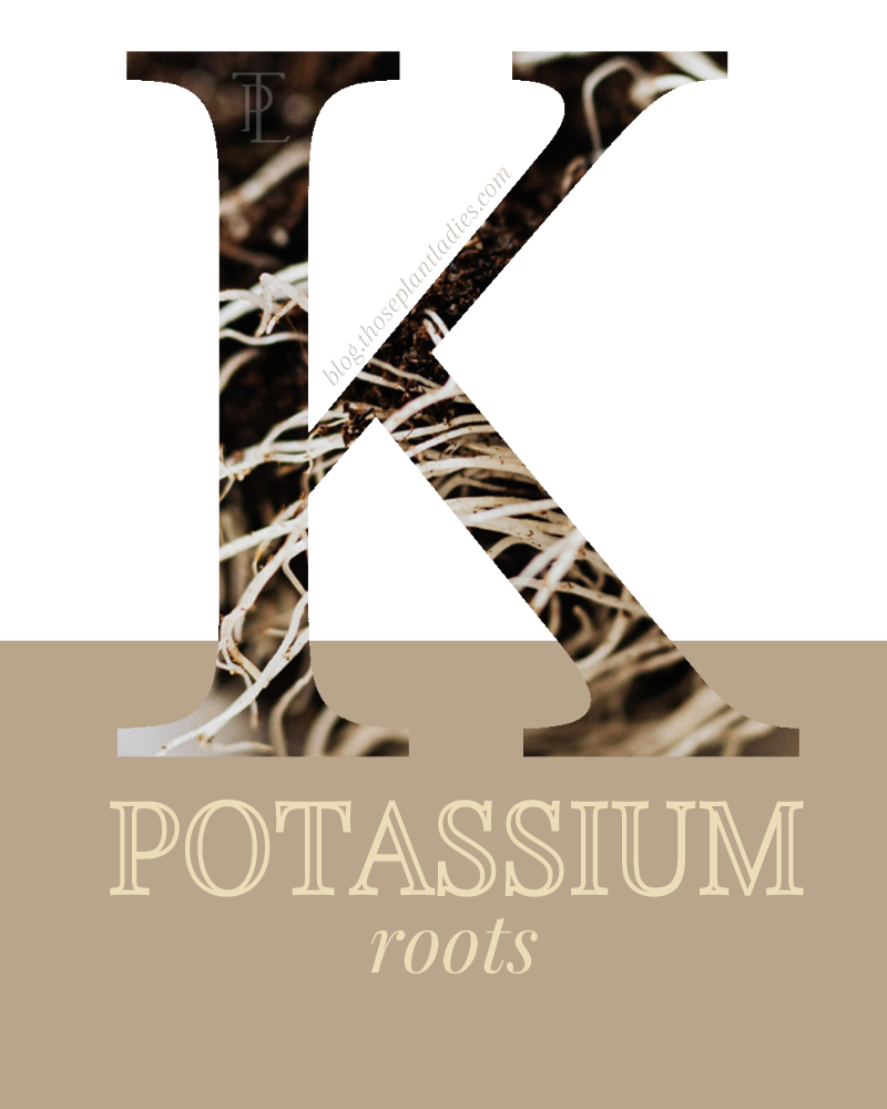 Potassium fertilizer is for the roots.