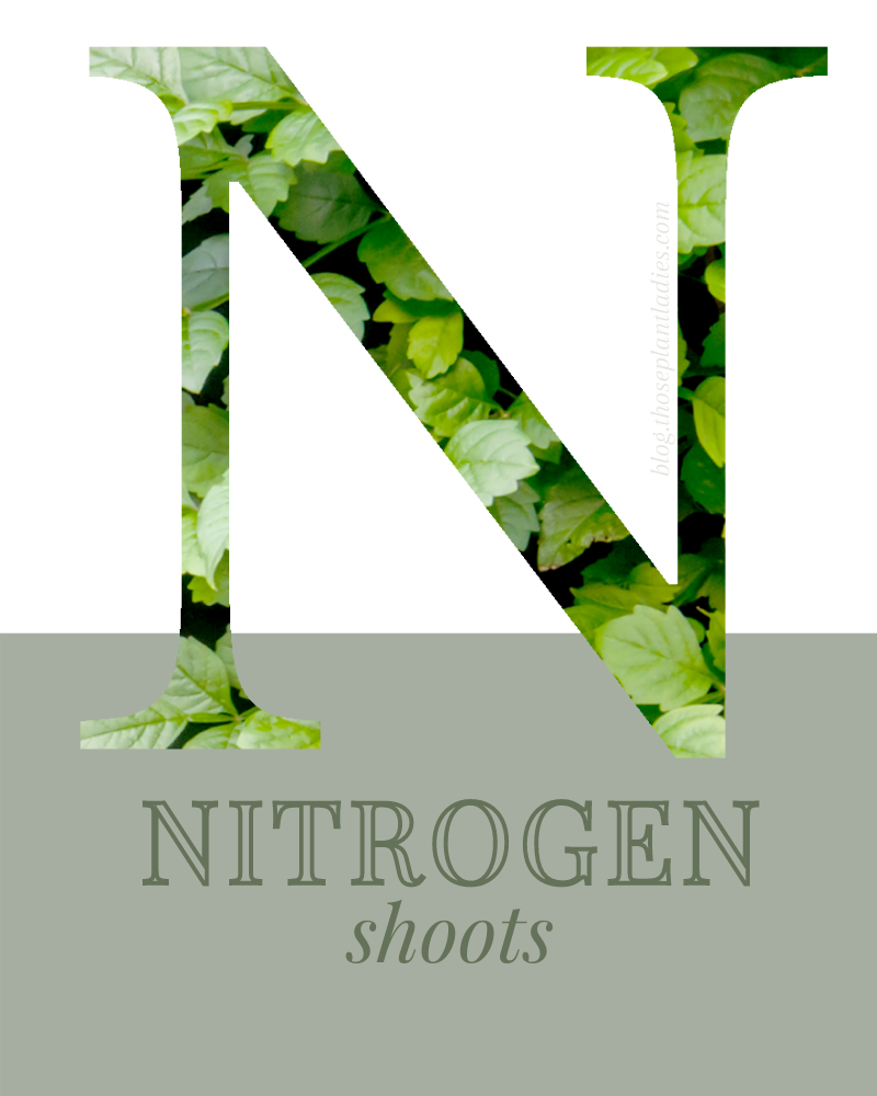 Nitrogen fertilizer is for shoots.