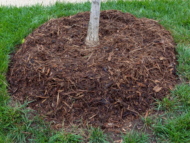 An example of mulch around a tree at an installation site for Those Plant Ladies.