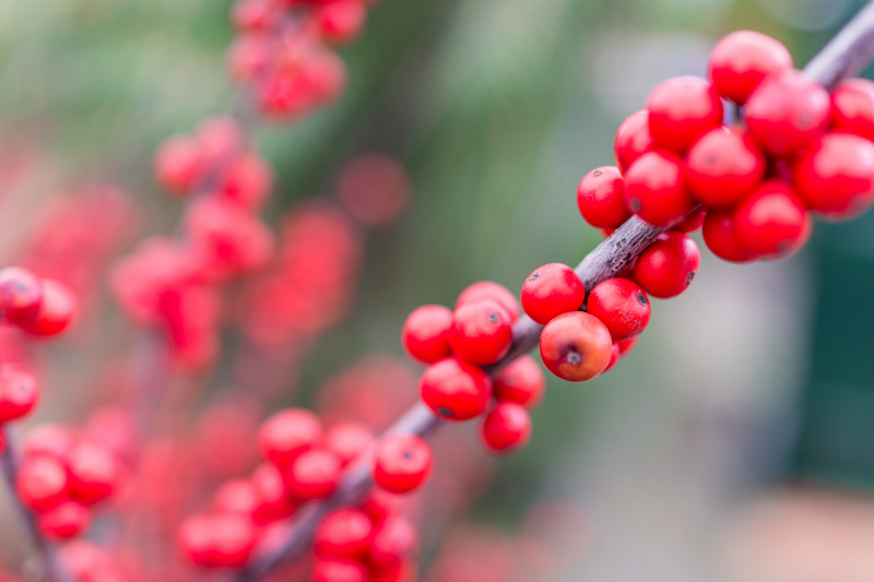 Featured Plant: Berry Poppins® Winterberry Holly - blog ...